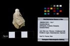 Foto (Objekt + Etikett) von Goniodromites sp.  (NHMW-GEO-1990-0041-3252)